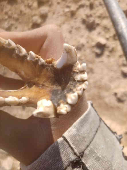 للبيع 450🐺
***********
