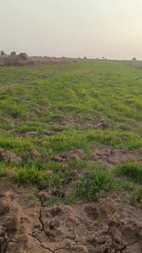 ارض زراعيه 6دوانم باحاوي العباس الرقم07817676231