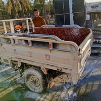 ستوته دايون • موديل ١٤ • معمره ٢٢