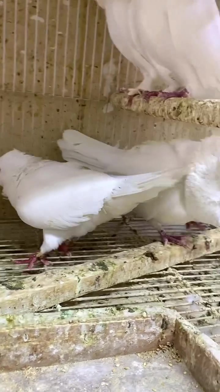 بلاش 
(العنوان _ كربلاء - حي العامل ) شارع المستوصف مقابل  (ثانوية الحرائر للبنات)  الشارع الواصل بين حي العامل وحي الحر رقم المعرض *********** الكيشن https://maps.google.com/?q=32.625553,43.993286
