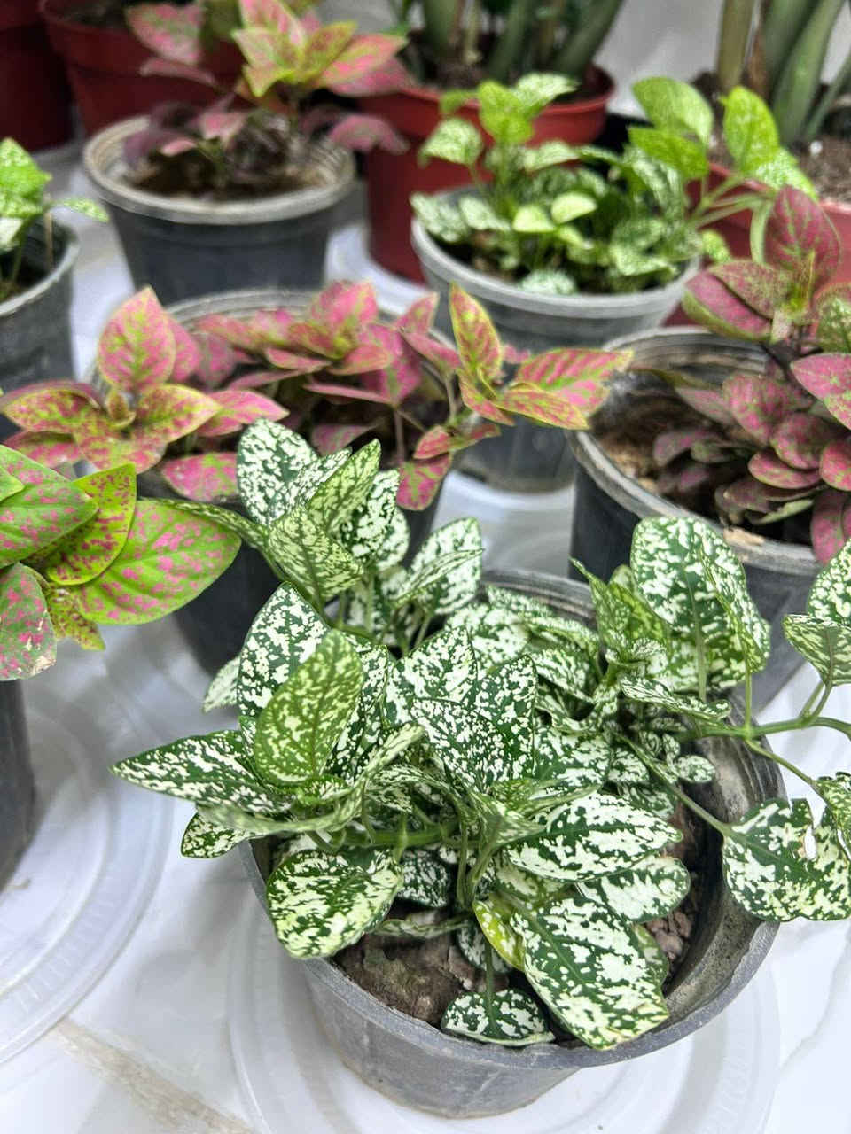 🌿✨ نباتات ظل داخلية متوفرة ✨🌿
أجمل تشكيلة من النباتات الداخلية لإضافة لمسة من الجمال والحيوية على منزلكم أو مكان عملكم. 🌱💚
✔️ نباتات صحية ومختارة بعناية
✔️ مناسبة للأماكن الداخلية
✔️ أسعار مناسبة وجودة مميزة
📩 للحجز والاستفسار مراسلتنا على الخاص.
@إشارة


**إذا كنت صاحب هذا الإعلان وتريد حذفه لأي سبب، رجاءا أرسل رسالة إلى الدعم الفني**