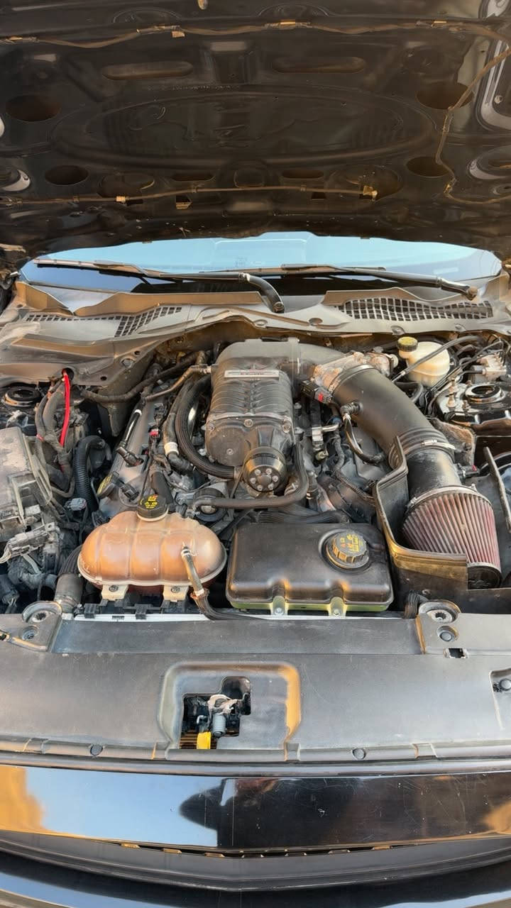 ترهم بيع او مراوس حسب القناعة
موستنك روش 2015 كير اوتو سوبر جارج رقم بغداد 
ماشيه 35 ميل حقيقي السياره جديدة جداً 
(السياره بدون ايرباك )بيهه جاملغ خلفي عكس السايق صبغ وجاملغ امامي جهه السايق  هم مصبوغ والبنيد مبدل لون بلادي   التزويد الي بل سياره كله من امريكا باستثناء الجكات .
الغراض الي ع السياره  .: 
سوبر جارج روش 
سستم ميثانول 
جكات كات باك 
دركه كاربون فايبر 
راديتر ماشميتو وعلي ختم روش 
كزوز روش 
هدرز امريكان ريسنك 
شوته AFE
بوابات علمود الصوت
شباك روش 
لحيه سرفيني 
سبايدر gt350 
مسطره مختمه روش 
وعليهه غراض هوايه بس ما الهن داعي ينذكرن 
السياره فول مواصفات كشنات تدفئه تبريد 
شاشه جبيره sync3 دمام خلفي دشبول ٧ الوان فجوج برومبو السيارة فول للاخير 
بدون اي نقص وعليهه برمجه سيف تيتو استخدام يومي السياره بأسمي هزه جديده كبل تحويل مباشر بأسم المشتري 
سعرهه 215 وبيهه مجال بسيط حك الجيه
رقمي *********** متواجد واتساب 
مكان السياره بغداد
