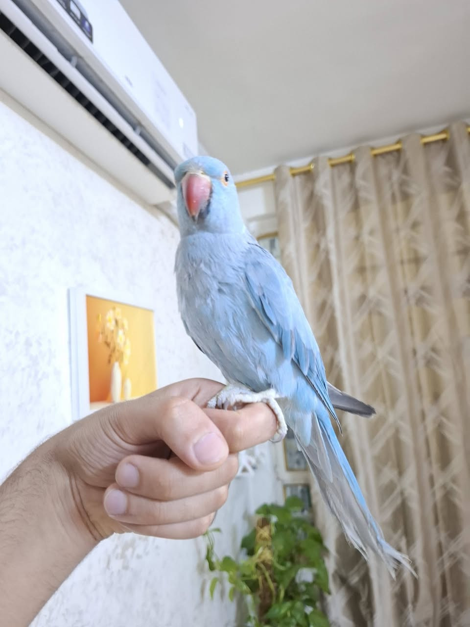 ببغاء دره هندي سمائي اليفه مفرخه موسمين


**إذا كنت صاحب هذا الإعلان وتريد حذفه لأي سبب، رجاءا أرسل رسالة إلى الدعم الفني**