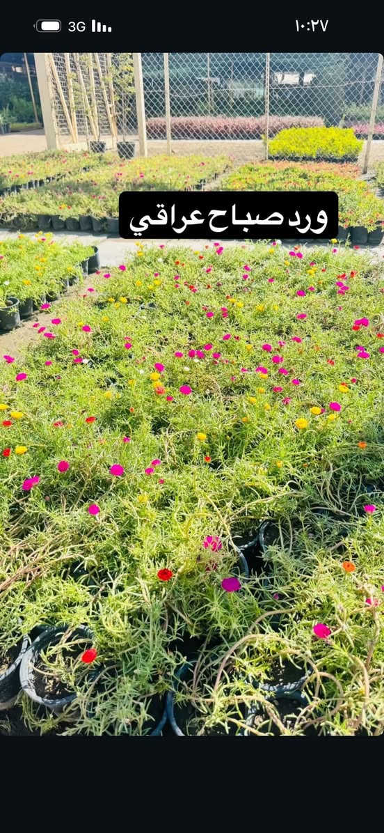 صباح الخير 💕😍
توفر ورد. صباح عراقي جميع الوان 
يم مشتل الدجيل

العنوان شارع البلديه عل محيط 

لاستفسار ***********📞📱

توجد خدمه توصيل 🚚
