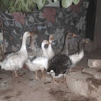 للبيع • معلومات ناقصة