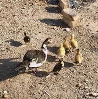 بط مصري • ٢ إناث • ٨ و٦ صغار
