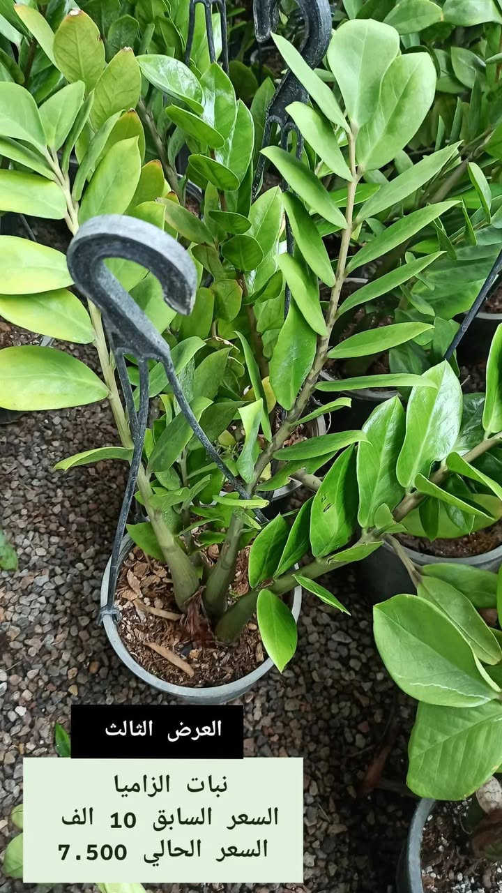 خلّي النباتات الظلّية تزيّن منزلك وتضيف جمالاً للمكان 🌿
تشكيلة مميزة من النباتات الظلّية والخارجي
بجودة مميزة وأسعار مناسبة.
📍 متوفر الآن في بابونج 🌼
(يوجد.لدينا خدمة توصيل لكافة احياء مدينة الموصل) 
الحجز والاستفسار 
الاتصال/ مراسلة الصفحة 
***********
