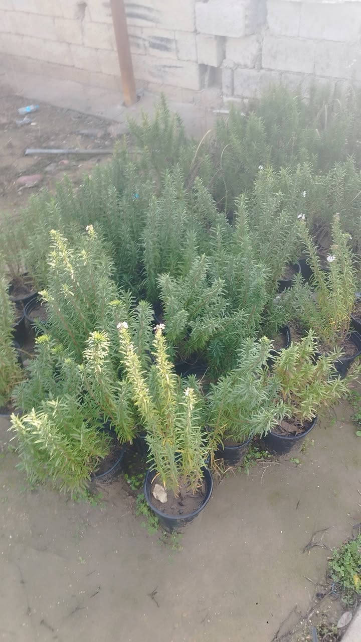 السلام عليكم تصفيت مشتل والاسعار مناسبه الموقع مقابيل سيد الاسعار الرقم ***********
