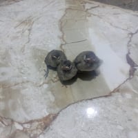 بلابل نخل • فروخ • ٥٠