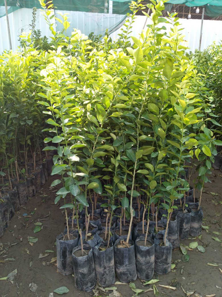 توفر انواع الحمضيات والنفضيات بغداد كريعات


**إذا كنت صاحب هذا الإعلان وتريد حذفه لأي سبب، رجاءا أرسل رسالة إلى الدعم الفني**