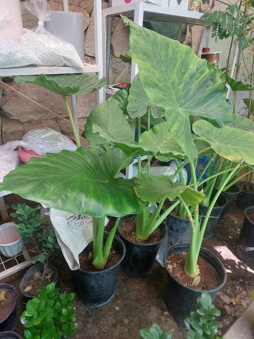 نباتات طبيعية للبيع هولنديه يوجد توصيل جميع محافظات كركوك, العراق


**إذا كنت صاحب هذا الإعلان وتريد حذفه لأي سبب، رجاءا أرسل رسالة إلى الدعم الفني**