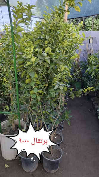 نباتات ضليه وخارجيه التوصيل مجاني لمناطق واحياء كربلاء فقط 
الحجز واتساب ***********
