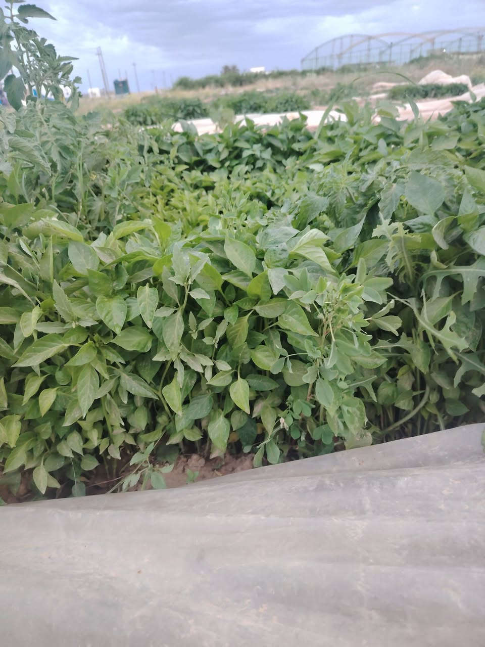 دايه فلفل بارد اميرال و بونازا طول اللوح متر وعرض متر وثلاثين وثلاثين وبيذنجان برشلوني

***********
