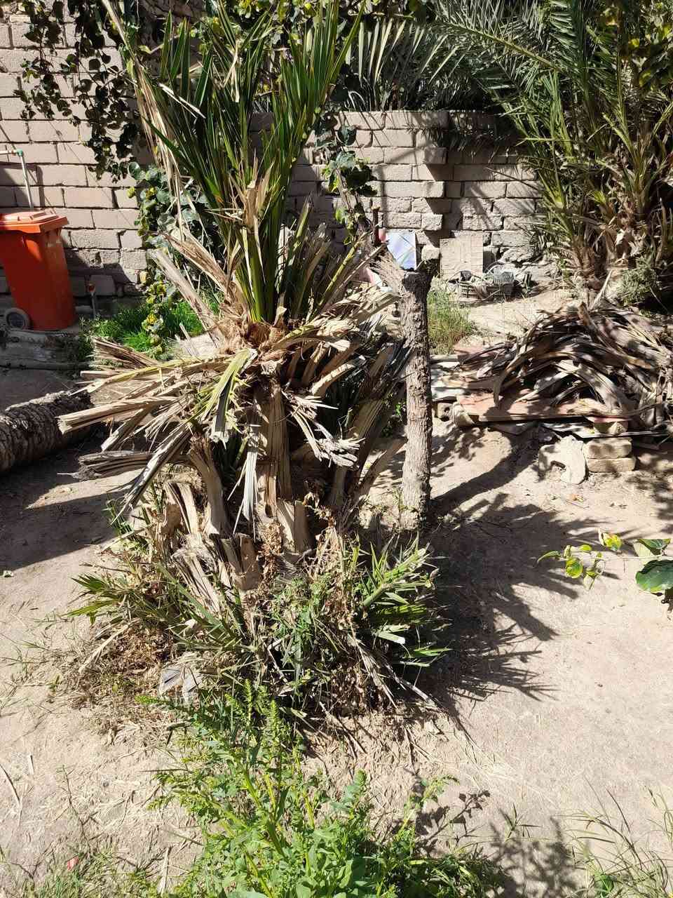 فسيل نخل انوع نوع اشويثي خضراوي سعر الفسيل ب 5 تشليع ع مشتري تصل واتساب ***********
