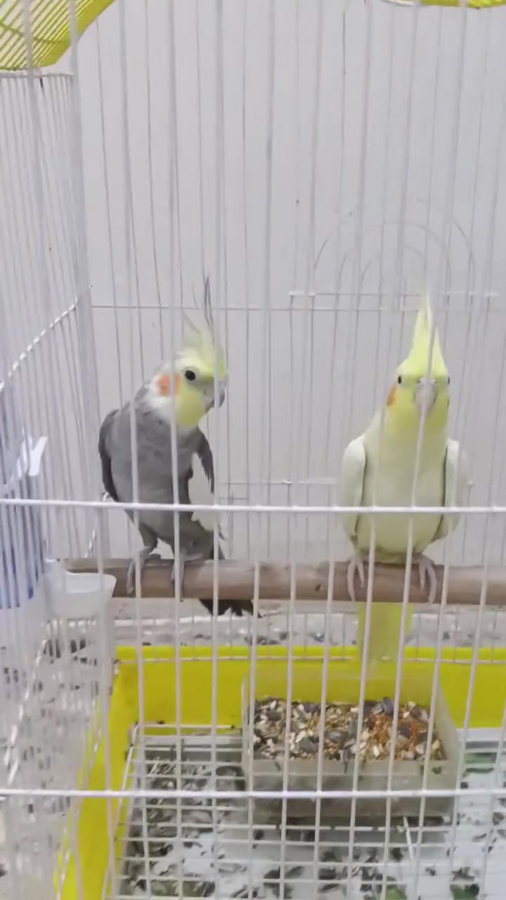 سلام عليكم 
متاح كوكتيل طيره وفحل للبيع 
***********
