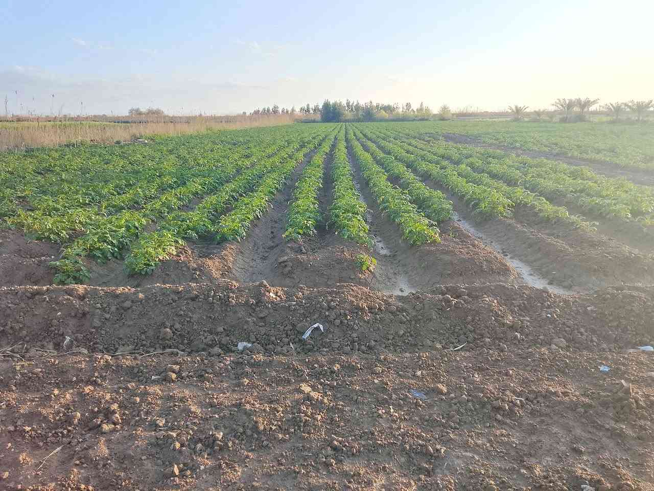 ارض زراعيه 5دونم سند 25 حق التصرف طابو المحموديه متوفر كافه الخدمات فيها ماء سقي 4خطوط وماء الاساله خطين وكهرباء ثري فيز وسحب مولده العنوان اليوسفيه قرب سوق ابو طارق  منطقة البومفرج سعر الدونم 60مليون وبيه مجال لتفاصيل أكثر الاتصال على الرقم التالي ‏‪***********‬‏
