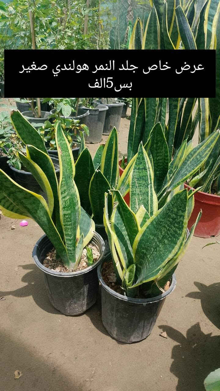 (بسم الله))
((مشتل الأنوار))🌻🌷🌵
يعلن مشتل الأنوار عن توفر كافة النباتات الزينه والحمضيات داخل المشتل وبأسعار تنافسيه 🔥🔥
زورونأ في العنوان الدائم🔥🔥
العنوان الصويره الشارع العام مطعم هنداس مجاور مجمع أبو زهراء للسيراميك 🔥🔥 
للتفاصيل اكثر داخل الصور 
ويوجود خدمه توصيل  🚛 🚚 🚗


**إذا كنت صاحب هذا الإعلان وتريد حذفه لأي سبب، رجاءا أرسل رسالة إلى الدعم الفني**