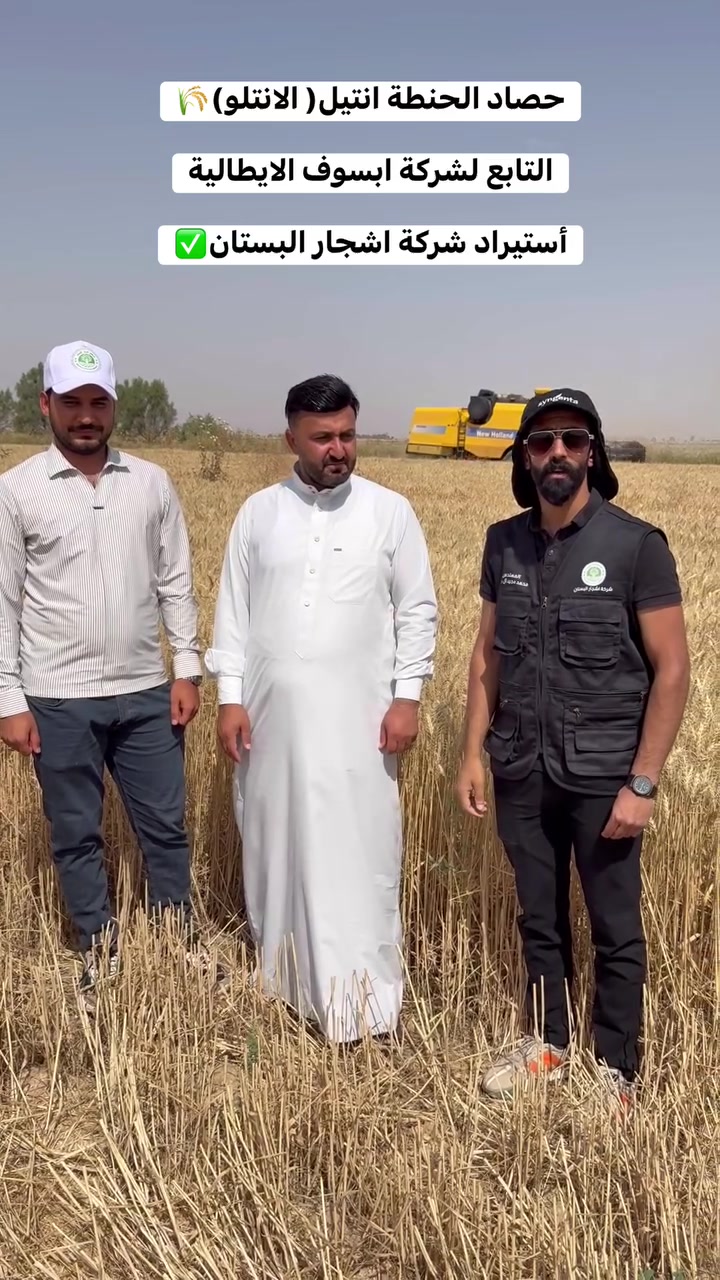 🌾 صنف الحنطة انتيل المعروف بالسوق الزراعي باسم (انتلو) 🌾

من الأصناف التي أثبتت جدارتها وبقوة في الحقول العراقية، لما يتميز به من إنتاجية عالية جعلته من أفضل الأصناف المتداولة حالياً في العراق 🇮🇶🌾
صنف إيطالي مميز من شركة APSOV، استيراد خاص من شركة أشجار البستان مع متابعة مستمرة لكافة الحقول لضمان أفضل النتائج للمزارعين الكرام.

✔️ قوة نمو ممتازة
✔️ تحمل جيد للظروف المختلفة
✔️ سنابل ممتلئة وحبوب ذات جودة عالية
✔️ صنف حاز على ثقة الكثير من المزارعين في مختلف المحافظات

مستمرون بمتابعة أصنافنا ميدانياً خطوة بخطوة، لأن نجاح المزارع هو نجاحنا 🌱
ونسعى دائماً لتوفير الأصناف التي تحقق أعلى مردود وإنتاج يليق بتعب الفلاح العراقي. 🌾💚

 #شركة_اشجار_البستان #المهندس_محمد_آل_رشاد #الزراعة_في_العراق 
 #حصاد_الحنطة_انتلو
 #حصاد
 #ابسوف_الإيطالية


**إذا كنت صاحب هذا الإعلان وتريد حذفه لأي سبب، رجاءا أرسل رسالة إلى الدعم الفني**