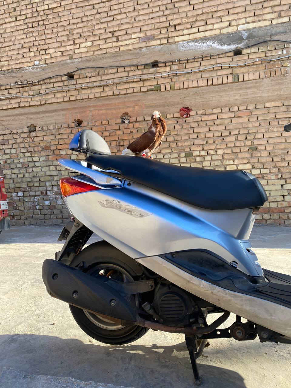 السلام عليكم
بريز لايت جوه دراجه جديده وكلهة ختم واحد 
ع بلاد دراجه خير من الله مال بيت ومامتعوبه 
دراجه جاهزة تجيب فيتر وتجي تفحص رايدهة
بـ900 مكاني بغداد الكرخ الشعلة وهاذ رقمي للتواصل 
***********وخادم🌿.
