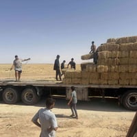 عمال تحميل • تبن • كربلاء الاخيضر
