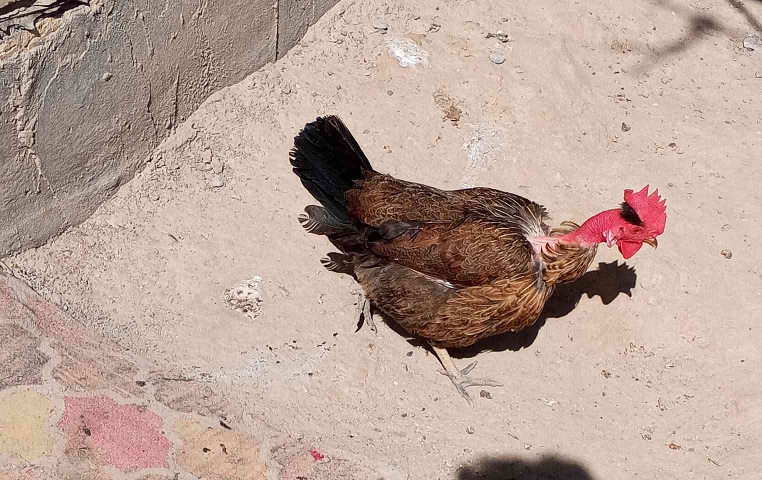 دجاجه ام ركيبه مراوس بفحل مصري


**إذا كنت صاحب هذا الإعلان وتريد حذفه لأي سبب، رجاءا أرسل رسالة إلى الدعم الفني**
