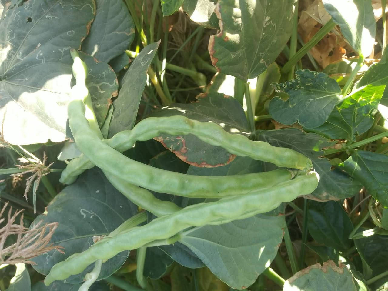 اللهم صلي على محمد وآل محمد 

سلام عليكم توجد بذور لوبياء نوع  رهاول  مال سنه بكميات كثير  لاستفسر مرسله الحساب تالي او تصال على رقم ***********
