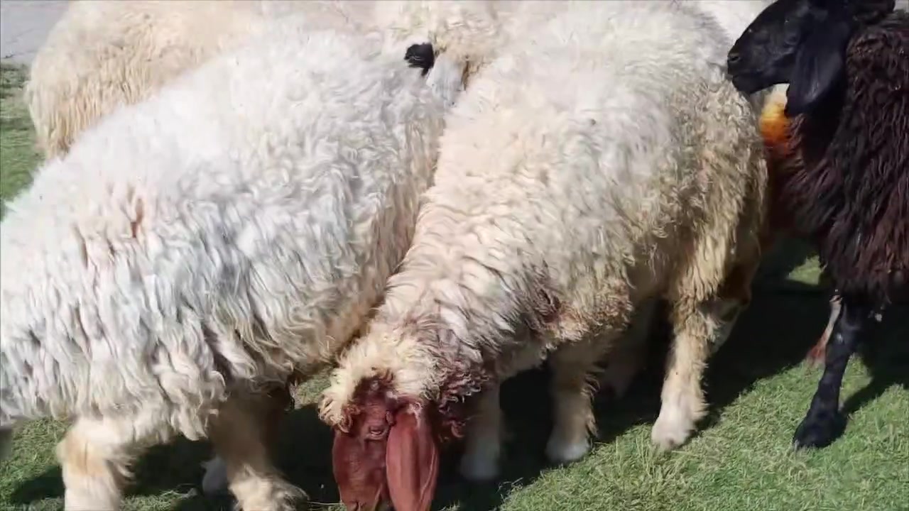 دجات عدد 10ونعجه بكمه صرصه حاني شهرين 
خشنات وحالهن فول الفول 
مكاني شرقاط قريه شكراً 
***********
