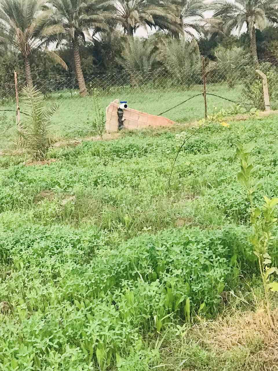 الصويره - منطقة الداور الشرقي الكفيفان 
للبيع ارض  زراعيه بستان مساحه 18 دونم طابو زراعي سند (25) 
من ضمنه 3  دونم شاطيه 
تحتوي على نخل مجهول 160 نخله 
تحتوي على نخل برحي 50 نخله 
تحتوي على انواع اخرى من النخيل 
تحتوي على انواع الحمضيات 
الارض مزوده منظومه ماء للسقي غطاس مع بواري 
تحتوي على بيوت عدد (2) 
الارض مسيجه بالكامل مع عمل حجر من جهة الشط 
تبعد عن جسر الصويره 5 دقايق 
متوفر كافة الخدمات 
سعر الدونم 55 مليون - تباع بالكامل 
@#الجميع
***********
