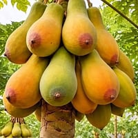 فواكه • اهل بغداد