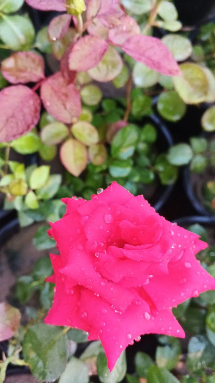 يتوفر جوري هولندي بكل ألوانه 
عنوانه كوفه شارع عبد العال يوجد توصيل فقط نجف ***********
