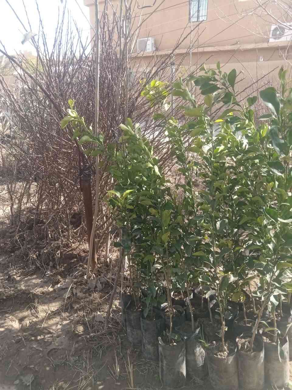 السلام عليكم. مشتل القادسيه الشارع العام.. ***********
