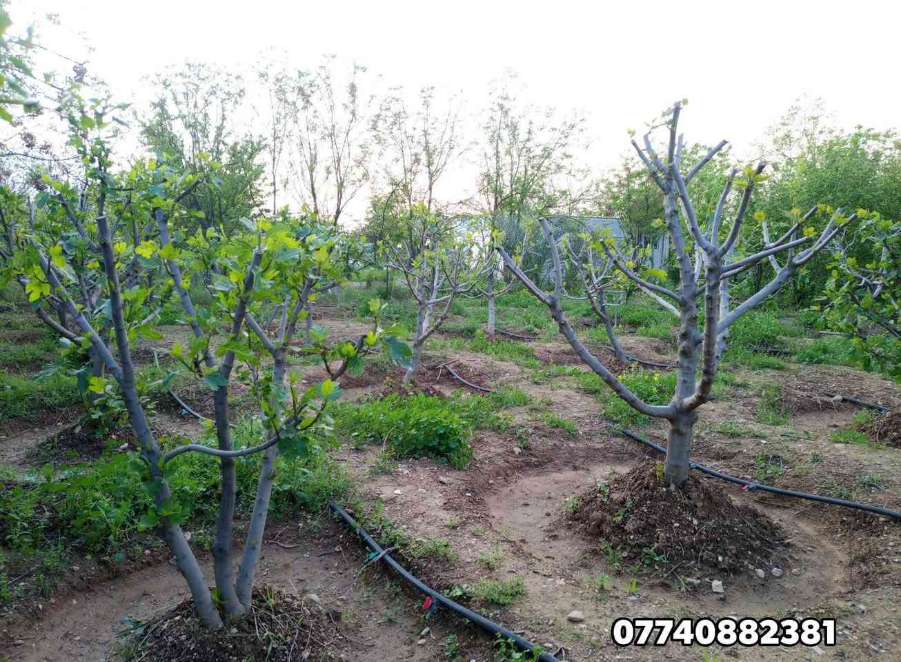 باخێکی جوان وهەرزان بۆ فرۆشتن
ناو نیـــشــان . بـــاریــکە لای قورسانەکەی وەلی ئاغا 

🔹 ئەگەر ئەتانەوێ ببن بەخاوەنی باخێک ئێستا جوانترین باخ لامان بەردەستە 1600 متەرە

🔸ژوورێکی 6*4
🔹متبغێکی 4×4
🔹كاره بای هەیە💡⚡
🔸باخچەی جوان و گەورەی تێدایە
🔹 دووئاوی هەیە ئاوی بیری ئەرکەوازیوو بیری دەستی 🏓
🔹دارى بەری10ساڵەی تیایە 🌴🍀🌷
🔸سەکۆیەکی گەورەی تێدایە و حەدیقەی تێدایە
🔹شوينى مريشك به خيو كردنى حیوانی تیایە  🐦🦃
🔸ته نكى ئاوى تێدایە
🔹نزیک جادا کۆلانی پانە 
ئەم باخە کاملە نووقسانی تیانیە 
#بۆ_کڕین_و_فرۆشتنی_باخ پەیوەندی بکەن ***********
زۆرترین دۆنم و باخمان لایە بۆ فرۆشتن
کەلار و ناوچەکانی ودەوروبەری
#گەورەترین_پەیجی_کڕین_و_فرۆشتنی_دۆنم_و_باخ_لە_کەلارو_دەوروبەری

پەیجی نوسینگەی صــالــح ئــاغا محمد 
✅#بۆزانیاری_زیاتر_پەیوەندی_بکەن
             *********** 
                          🌹🌹🌹🍁🍁🍁🍁🌹🌹🌹
        
        #بۆکڕین‌وفرۆشتنی‌_خانوو‌_زەوی_دوکان_موڵک_دۆنم_باخ_
        #پشت_بەخوا_لە_ئاست_متمانەی_ئێوەی_بەڕێز_دەبین

        #ئەگەر_بەڕێزتان_ئەتانەوێ_موڵک_لە_ڕێگەی_ئێمەوە_بفرۆشن

     📌 #ناونیشانی_تەواوی_موڵکەکەت

     🏡 #چەن_وێنەیەکی_موڵکەکەت
      💲#نرخی_گونجاوی_موڵکەکەت_بنێرە.📨
*********** ڤایبەر واستئاپ تەلیگەرام
