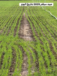 ولله الحمد… نتائج 100% نتائج مبيد سيلفر قبل الإنبات كل محمولة تغطي 4 د...