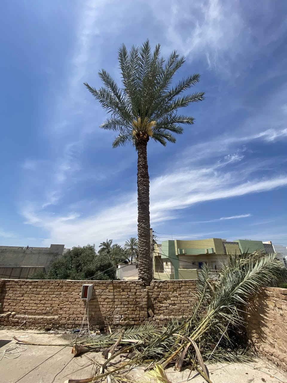 تكريب نخل داخل سامراء
اتصال***********
