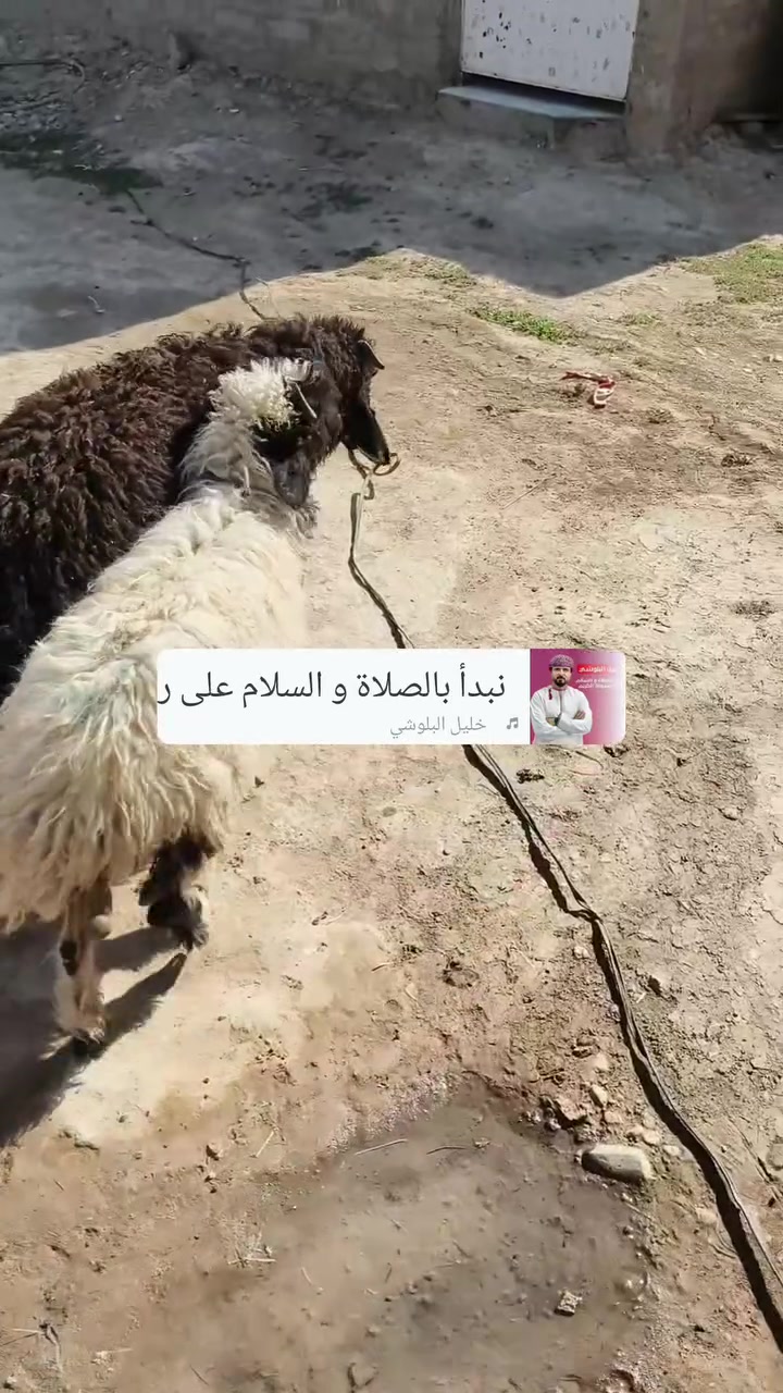 للبيع طليان 2 ناصحات ومواجلات ومعالجات كامل
مكاني بيجي حي التاميم 
لاتصال ***********. ***********
