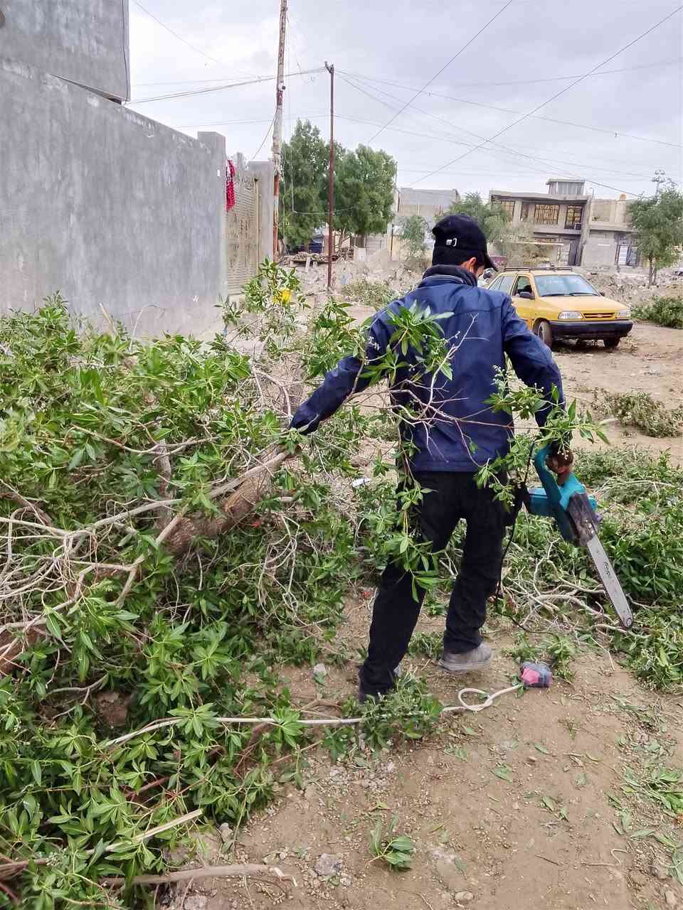 قطع الأشجار وتقليم الحدائق بكاني بغداد حيور ***********
