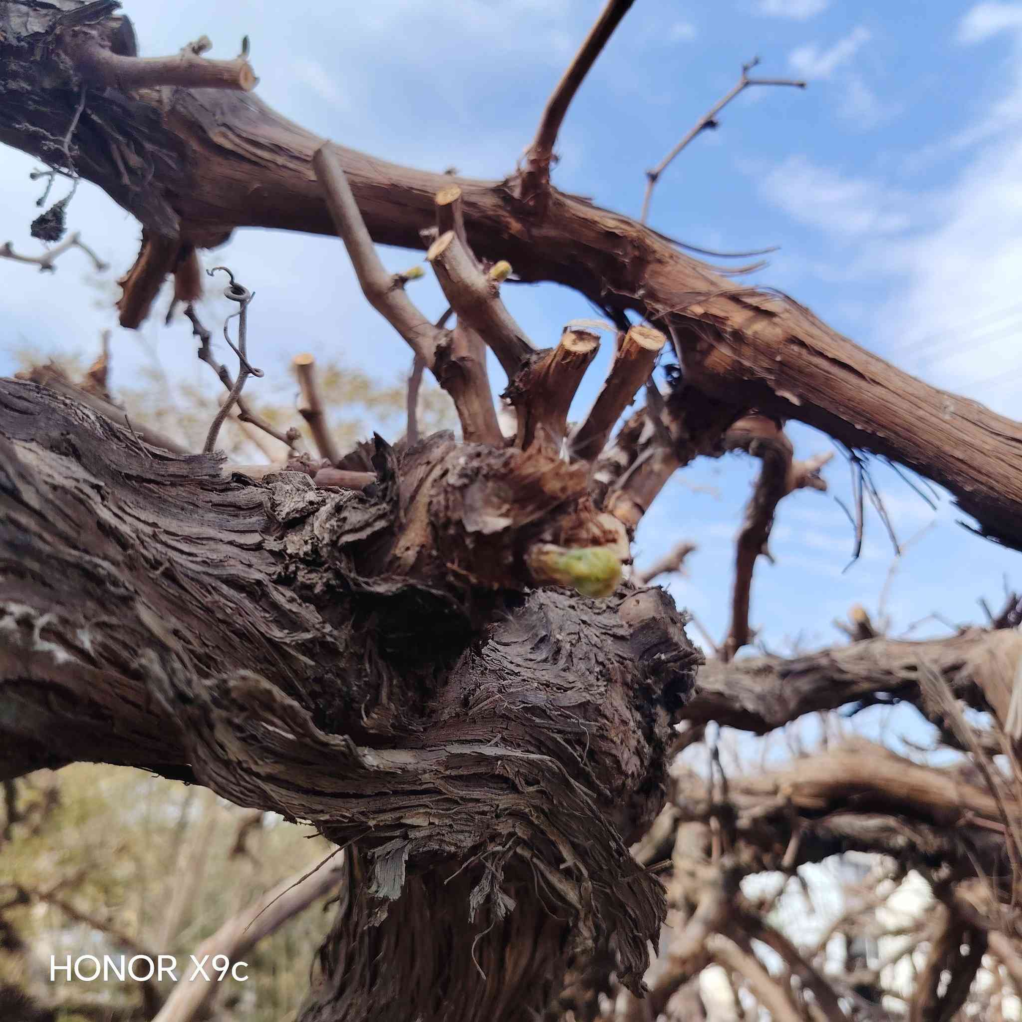 يتوفر لدينا شتلات عنب حلواني خشن ارتفاع ٣ أمتار.
سعر الشتله ٢٥ الف
للحجز والاستفسار الاتصال على الرقم *********** جاسم الخليفاوي العنوان الخالديه شارع العام مقابل بلديه الخالديه.
