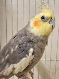 كوكتيل فحل • طيور