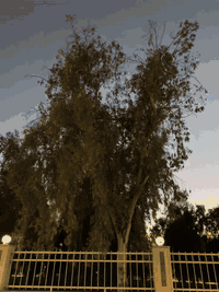 سلام عليكم
أوبل فكترا ١٦ كير عادي 

مكينه كير شرط 

رقم جديد كوبون بانزين الجديد شرط الوكاله والتحويل 

طخم تاير جديد 

طخم امامي خلفي ٩٠٪؜

داخل مدوشم جديد وكله نضيف دشبول شرط فطر ما بي 

وايرمنيه كلها شغاله ماعدا كيج البانزين فقط طواف عاطل تبدل طوف يشتغل الكيج 

تدفئه شغاله وحيل حاره 

سياره بدون قطره صبغ فقط الدواير والدوسات 

عنوان موصل ايسر 

سعر ٤٧ وبيها مجال قليل

***********

***********
