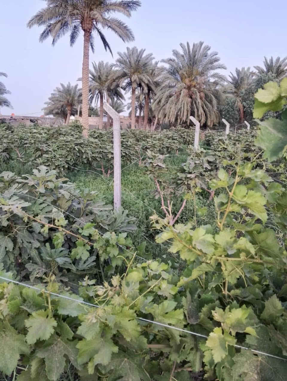 مزرعه للبيع  طابو زراعي ٢٥ طريق السنيه حله  متوفر ماء وكهرباء قرب الجامعه الاهليه   دونم او ١٠٠ واجه ٢٧ تبعد عن الشارع ٢٠٠ متر  الاستفسار ***********
