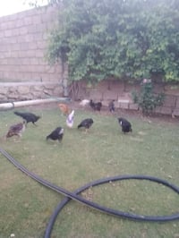صواصي عرب • ١٧ قطعة • ناحية الشورة