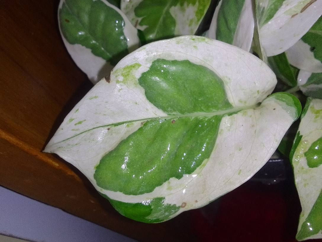 متوفر لبلاب داخلي لون الاخضر والابيض 😍
متوفر توصيل داخل مركز ديوانيه فقط🗯️🗯️🌱🌵🦋 ديوانية, القادسية


**إذا كنت صاحب هذا الإعلان وتريد حذفه لأي سبب، رجاءا أرسل رسالة إلى الدعم الفني**