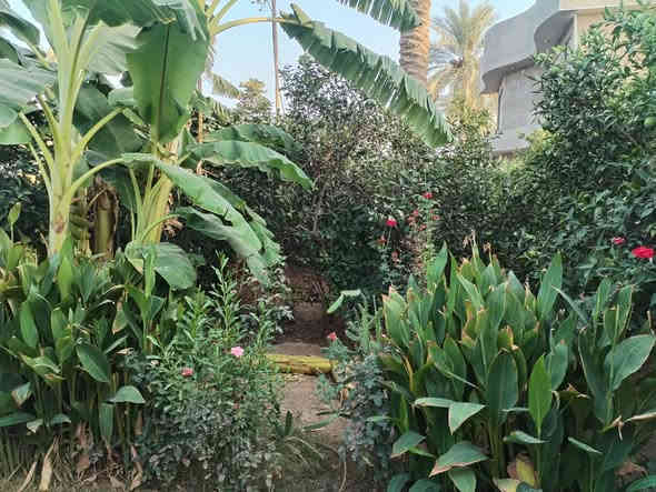 سلام عليكم عندي ربع دونم ٦٢٥ سند ٢٥ بي بيت جديد للبيع في الراشديه ساده البحيات مزروعه السعر ١٥٥ مليون للستفسار اكثر اتصل *********** بي وتساب
