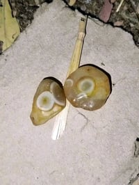 خرز سليماني • مجرب • محبه