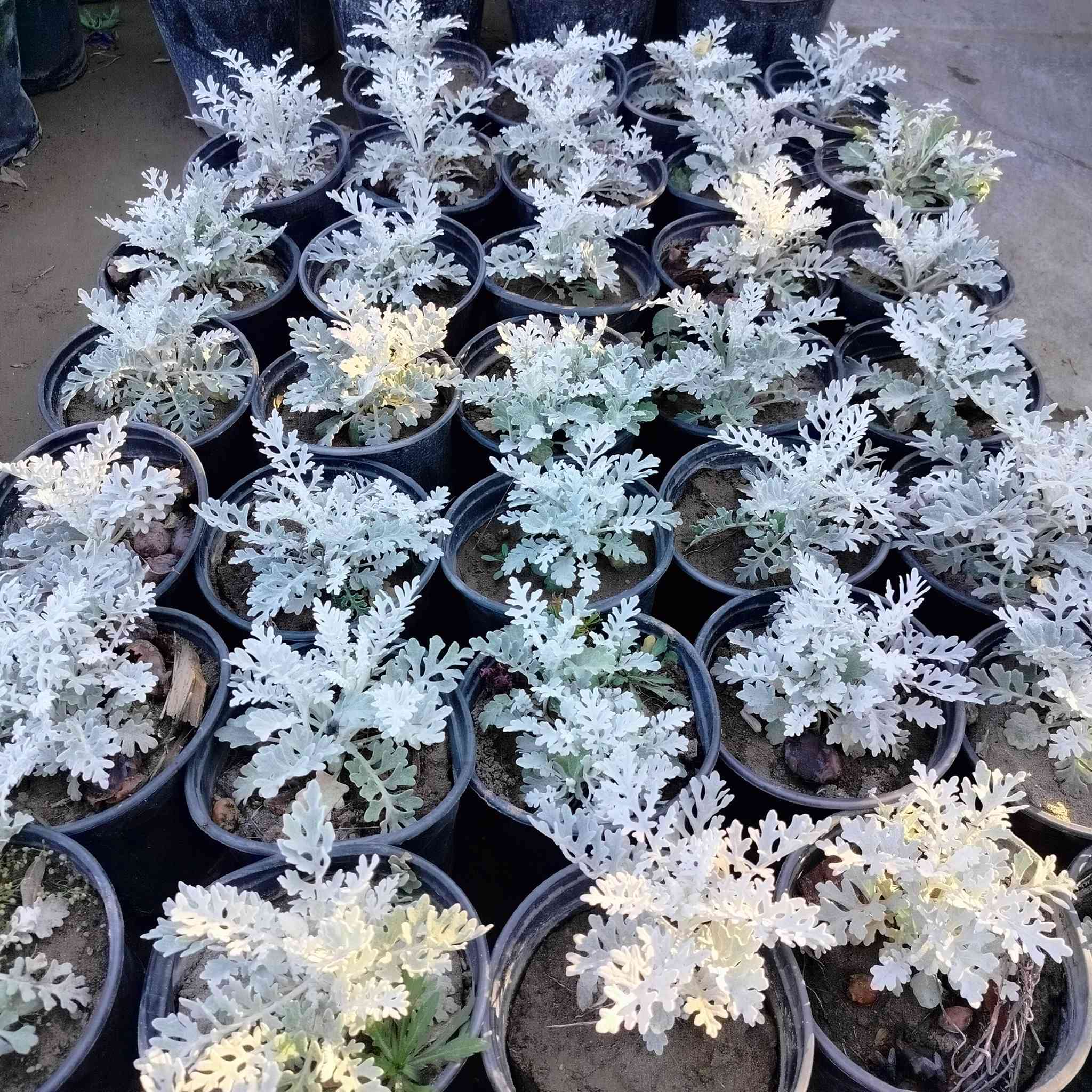 الكزانيا،الثلجية،تراجي العروس متوفرة في مشتل النورين


**إذا كنت صاحب هذا الإعلان وتريد حذفه لأي سبب، رجاءا أرسل رسالة إلى الدعم الفني**