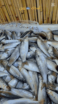 أسماك 🐟 زوري 
لقلي وشوي جميع أنواع الأسماك البحرية والنهرية.
الديوانية / الجزائر شارع الضغط 
للطلب /***********
