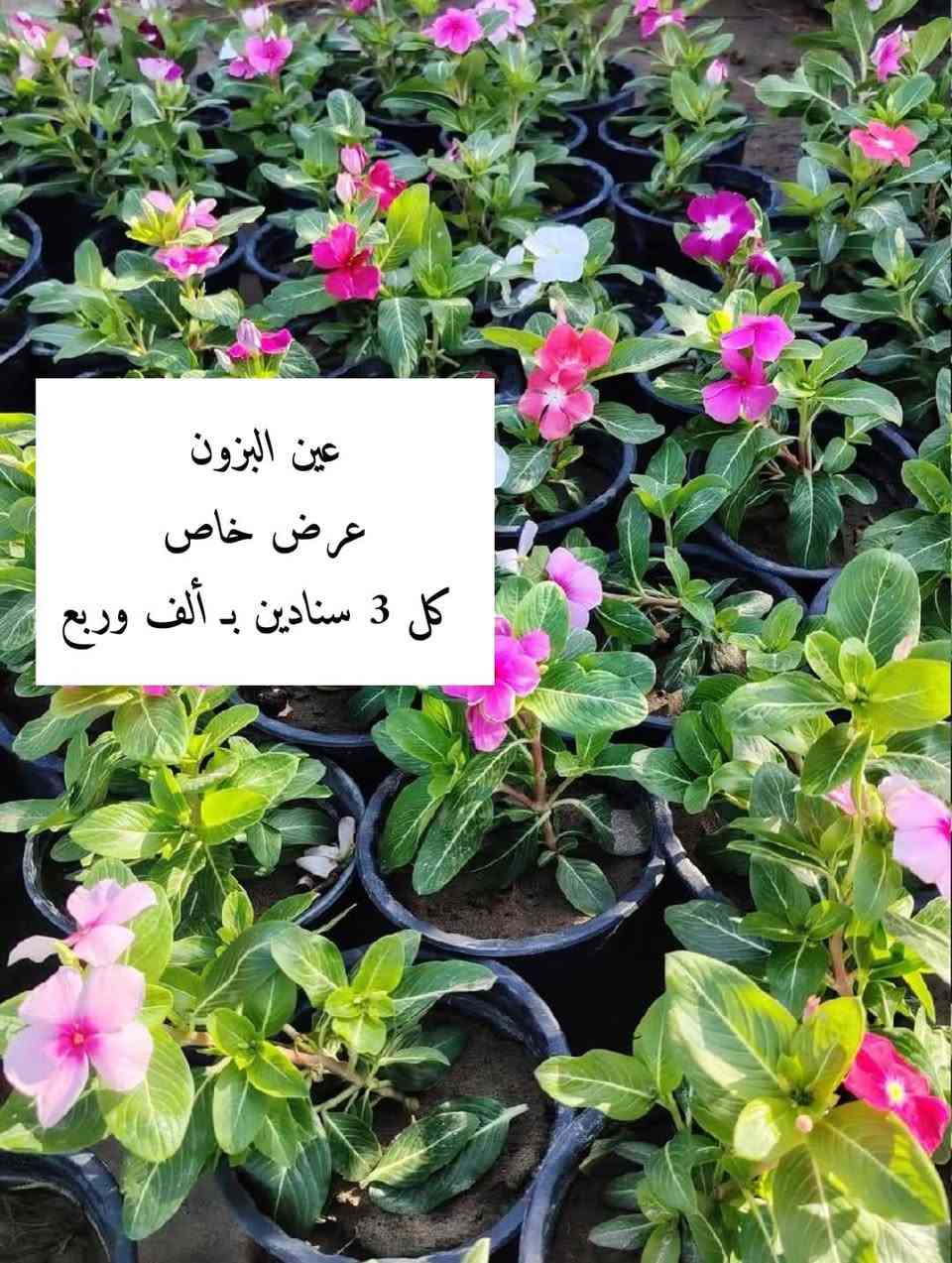 #ليس_الفخر_ان_تبيع_ل_٥٠_زبون🥰
                                 #بل_الفخر_ان_يعود_الزبون_٥٠_مره😍

#العنوان

الانبار / الرمادي / قرب مدخل شارع خاشع من جهة المدارس مقابل جامع هارون الرشيد

#للحجز_والاستفسار_مراسلة_موظفة_التجهيز *********** واتس اب حصرا
