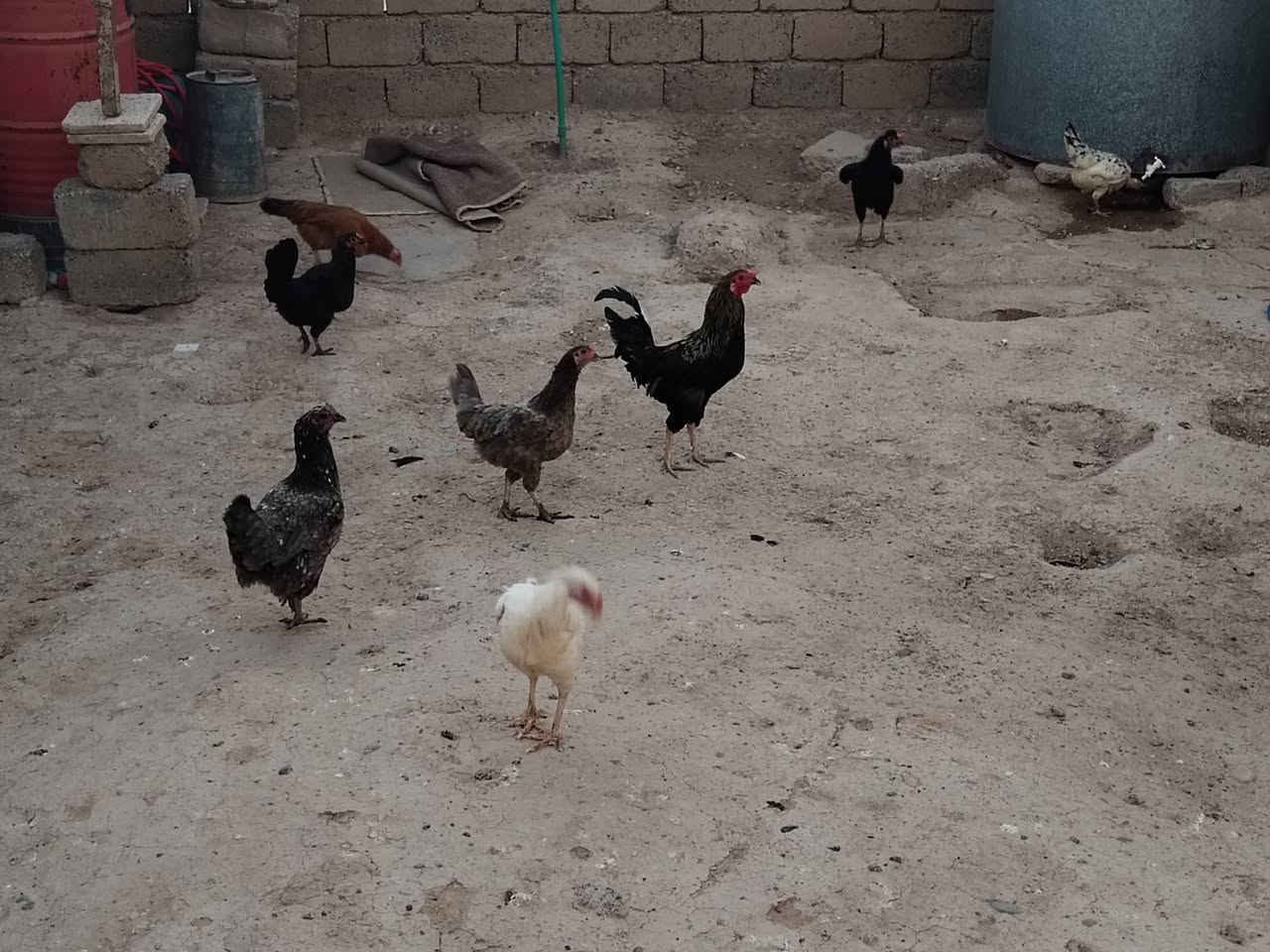 7دجاجات بياضات
وديج للبيع سعر 100قفل


**إذا كنت صاحب هذا الإعلان وتريد حذفه لأي سبب، رجاءا أرسل رسالة إلى الدعم الفني**