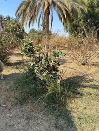 بيت زراعي • ال حجي كاظم • ٦٠٠م