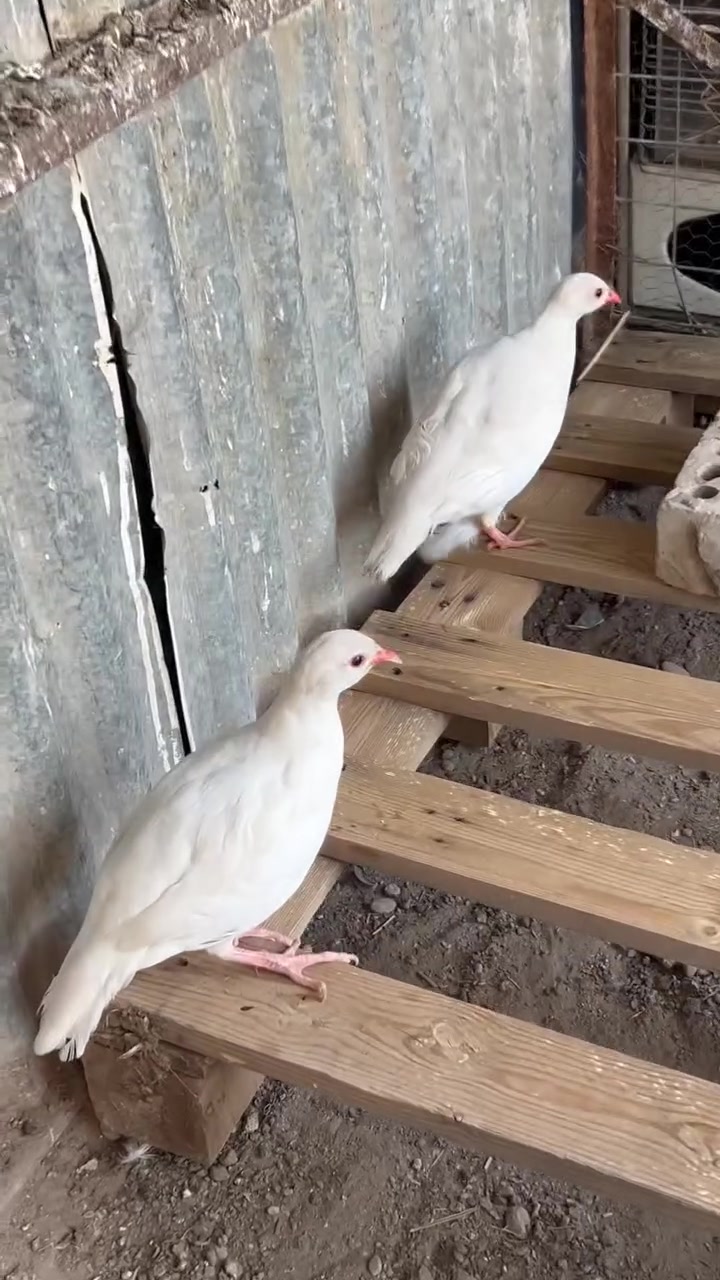 متاح قبج السعر خاص


**إذا كنت صاحب هذا الإعلان وتريد حذفه لأي سبب، رجاءا أرسل رسالة إلى الدعم الفني**